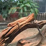 Rough-scaled Plated Lizard