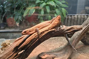 Soedanese schildhagedis