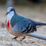 Luzon Bleeding-heart
