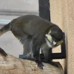 Black-cheeked Red-tailed Monkey