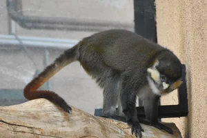 Roodstaartmeerkat