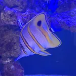 Beaked Coralfish