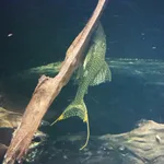 Threadtail Panaque