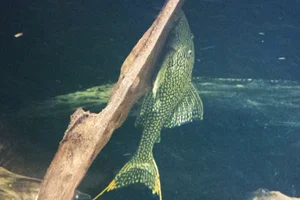 Threadtail Panaque