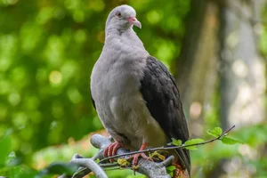 Mauritiusduif