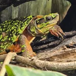 Chinese Three-striped Box Turtle