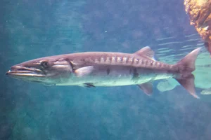 snoek