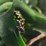 Brazilian Poison Frog