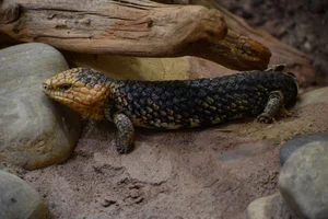 Pijnappelskink