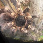 whitebanded tarantula