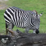 Plains Zebra