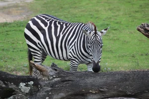 Gewone Zebra