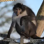 White-naped Mangabey