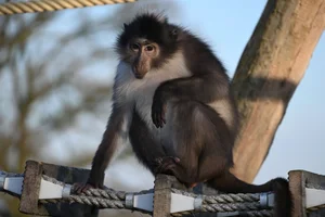 Witkruinmangabey