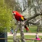 Scarlet Macaw