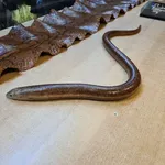 European Glass Lizard