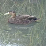 American Black Duck
