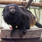 Black Lion Tamarin