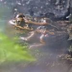 Pickerel Frog