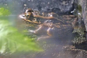 Pickerel Frog