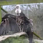 Rüppell's Vulture