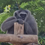 Silvery Gibbon