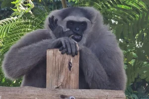 Grijze Gibbon
