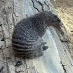 Banded Mongoose