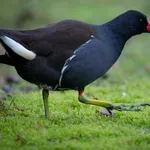 Common Moorhen