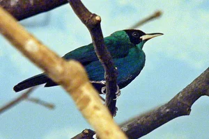 Groene Suikervogel
