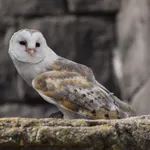 Dark-breasted Barn Owl