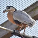 Boat-billed Heron