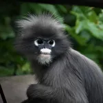 Dusky Langur
