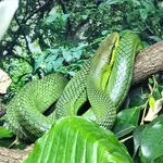 Red-Tailed Racer