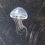 Eirene lacteoides