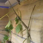 Heavy Stick Insect