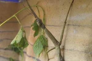 Heavy Stick Insect