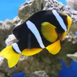 Clark's Anemonefish