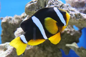 Zwarte anemoonvis