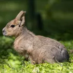 Patagonian Mara