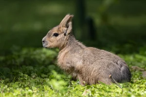 Mara
