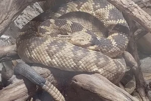Black-tailed Rattlesnake
