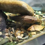 Eleotris oxycephala
