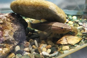 Eleotris oxycephala