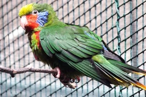 Red-flanked Lorikeet