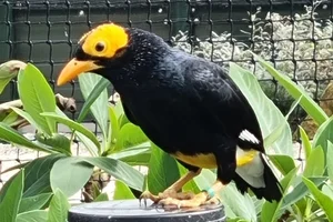 Papoeamaina