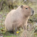 Capybara
