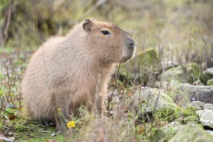 Capibara