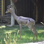 Gerenuk