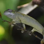 Tiger Chameleon